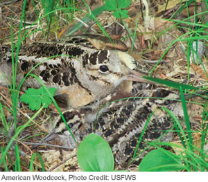 American Woodcock